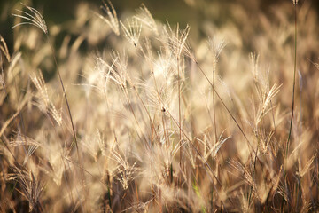 dry reeds flower background