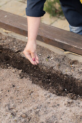 Close up view of female gardener's hand seeding agriculture plant in fertile soil, planting vegetables seeds, farmer working in garden. Gardening, growing plants, stress relief concept, outdoors