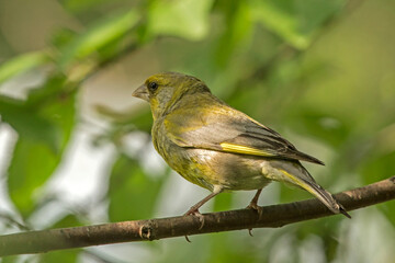 Greenfinch sitting on the branch. European Greenfinch (Carduelis chloris), male.
