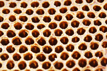 close up texture of honey bee propolis background