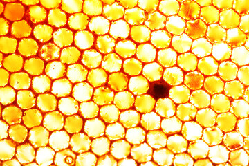 honey bee propolis background