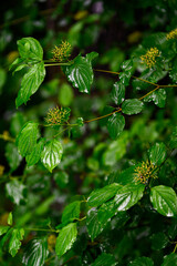 Cornus - Flower buds and green leaves.