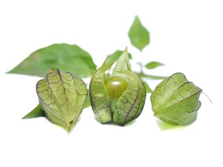 Physalis Angulata L or Cape Gooseberry isolated on white background