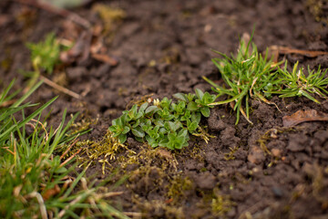 ground background, earth texture with greens and blades of grass