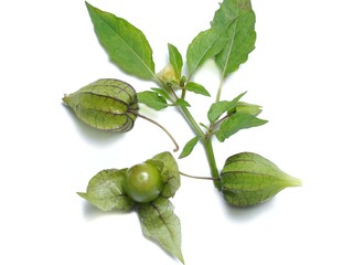 Physalis Angulata L or Cape Gooseberry isolated on white background
