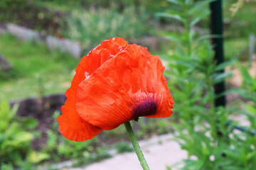 red poppy flowers in the garden