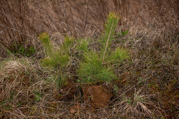 Christmas tree seedlings planting Christmas trees in the forest
