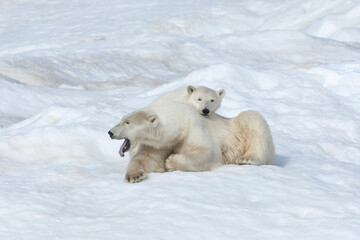 Fototapeta na wymiar Mother polar bear with a two years old cub (Ursus Maritimus), Wrangel Island, Chuckchi Sea, Chukotka, Russian Far East, Unesco World Heritage Site