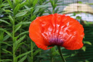 red poppy flowers in the garden