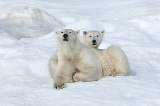 Mother polar bear with a two years old cub (Ursus Maritimus), Wrangel Island, Chuckchi Sea, Chukotka, Russian Far East, Unesco World Heritage Site