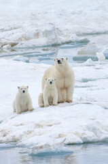 Mother polar bear with two cubs (Ursus Maritimus), Wrangel Island, Chuckchi Sea, Chukotka, Russian Far East, Unesco World Heritage Site © MC Photos