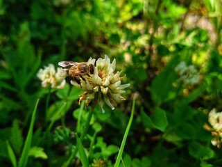 A meadow bee flying through a flower field