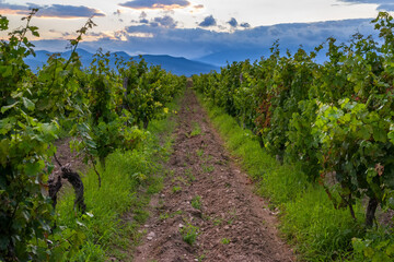 Fototapeta na wymiar Green vineyards with traditional Bulgarian grape varieties in the spring in Bulgaria. Vine leaves and young grapes on cloudy sky background