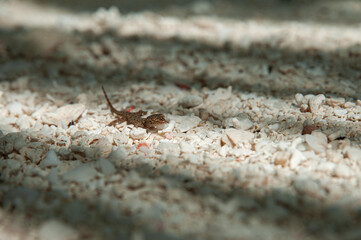 lizard in the sand with bulging eyes with shadows