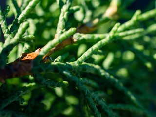 Branch of green leaves