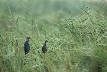 Obraz premium A pair of Swamphens at Akser Marsh, Bahrain