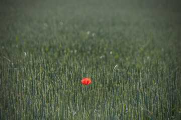 coquelicot seul dans un champ de blé