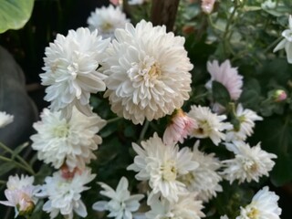 bouquet of white flowers