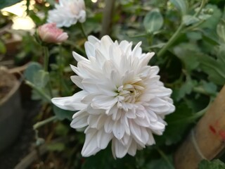 bouquet of white flowers