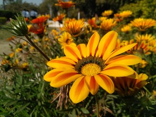 orange flowers in the garden