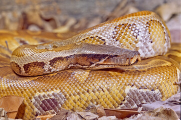 Obraz premium Blood python close up