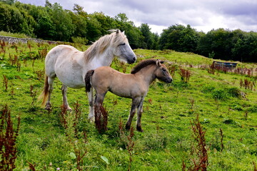Obraz na płótnie Canvas Mare and foal in the corral of the farm
