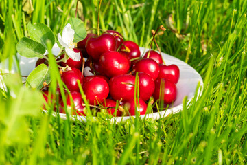 Ripe cherries on a plate close up against the background of fresh grass