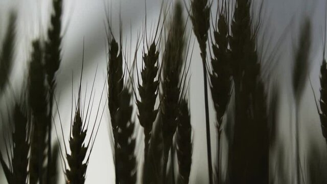 Slow motion shot of wheat field in the evening