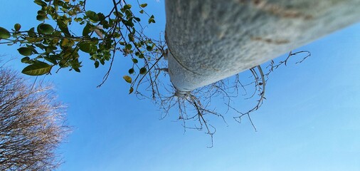 tree and sky