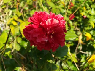 red and yellow flower