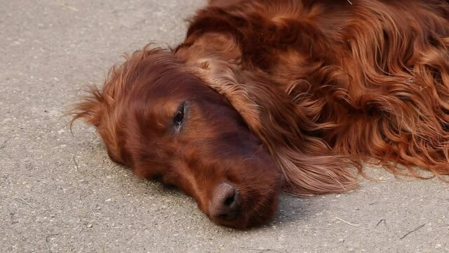 Human hand petting a cute irish setter dog. Pet love, care concept.
