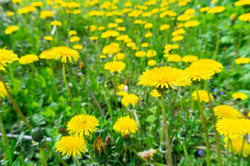 field of yellow dandelions close-up on the background of grass