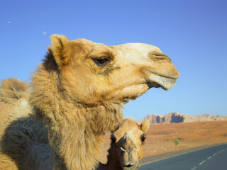 Two cute wild yellow camels muzzles close up with fur and long eyelashes, middle east safari