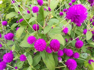 pink and purple flowers