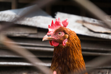 Chicken portrait. Close up of hen face on pasture. Beautiful animal.