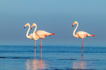 Fototapeta na wymiar Wild african birds. Group birds of pink african flamingos walking around the blue lagoon on a sunny day.