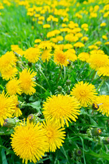 field of yellow dandelions close-up on the background of grass