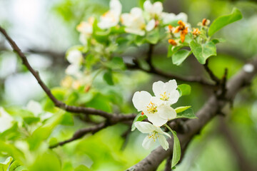 Blooming fruit Apple tree in the spring garden close up