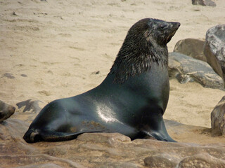 Namibia, Skeleton coast, colony of sea lions, near Cape Cross, adult male.
