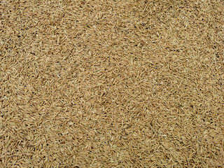 Closeup of grains, background . Avena Sativa. Aveia or Avena.