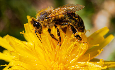 Beautiful Bee on flower