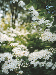 white cherry blossom
