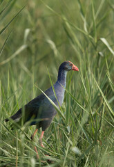Swamphen in the grasses of Asker marsh, Bahrain