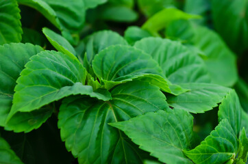 Green leaves of salvia. Abstraction. Greenery. Foliage. Bush.