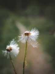 dandelion seed head