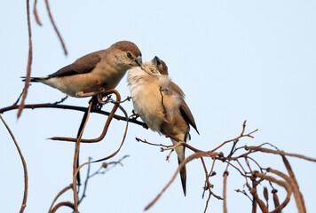 Indian Silverbills courtship, Bahrain