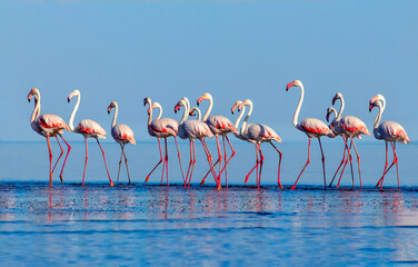 Fototapeta premium Dzikie ptaki afrykańskie. Grupa ptaków różowych flamingów afrykańskich spacerujących po błękitnej lagunie