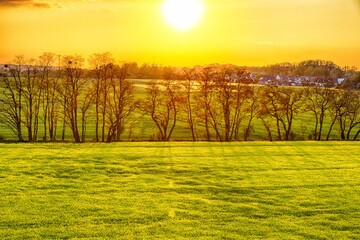 Widok na złote pole i drzewa na tle zachodzącego słońca © Sebastian Gacki