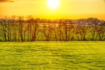 Keuken spatwand met foto Uitzicht op het gouden veld en bomen tegen de ondergaande zon © Sebastian Gacki