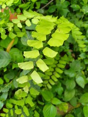 close up of green leaves